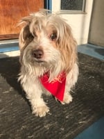 Terrier wearing a red End Polio Now bandana