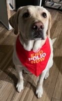 Yellow Labrador wearing an End Polio Now bandana