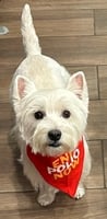 West Highland White Terrier in an End Polio Now bandana
