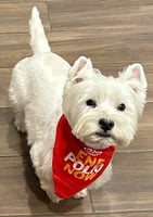 West Highland White Terrier in a red Polio bandana